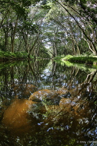 Shallow Stream on the island of Kauai by Tony Cherbas 